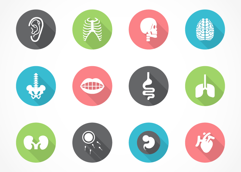 12 human organs icon vector material
