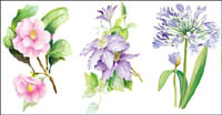 7 elegant watercolor flowers vector material