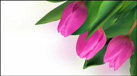 Bright tulips 04-- vector material