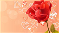 Pink rose red rose vector